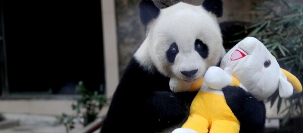 Pan Pan adlı panda - Sputnik Türkiye