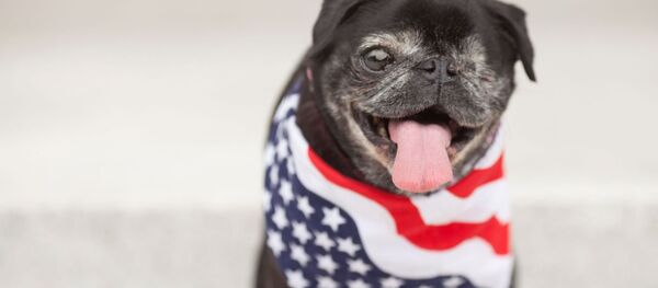 ABD başkanlığına 'köpeğini aday' gösterdi - Sputnik Türkiye