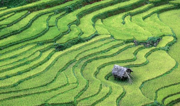 Vietnam’da Pirinç Tarlaları - Sputnik Türkiye