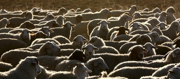 Tuva Cumhuriyeti - Sputnik Türkiye