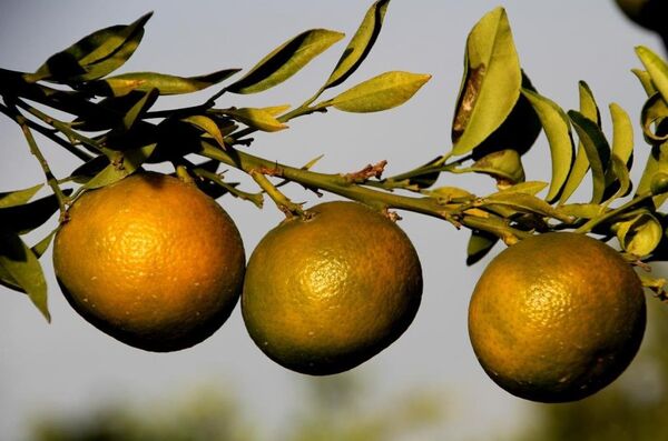Tescilli mandalina ve limonlar - Sputnik Türkiye