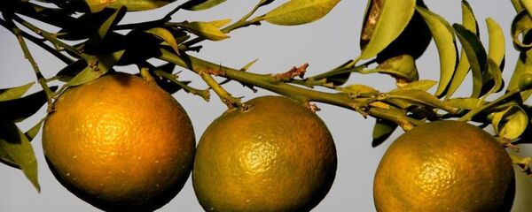 Tescilli mandalina ve limonlar - Sputnik Türkiye