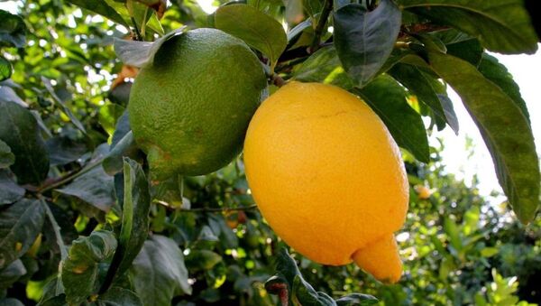 Tescilli mandalina ve limonlar - Sputnik Türkiye