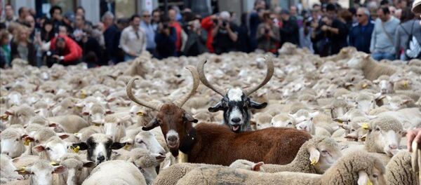 Madrid'de koyunlar şehre indi Madrid'de koyunlar şehre indi - Sputnik Türkiye