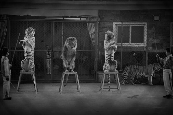 Vahşi Doğa Fotoğraf Yarışması - Sputnik Türkiye