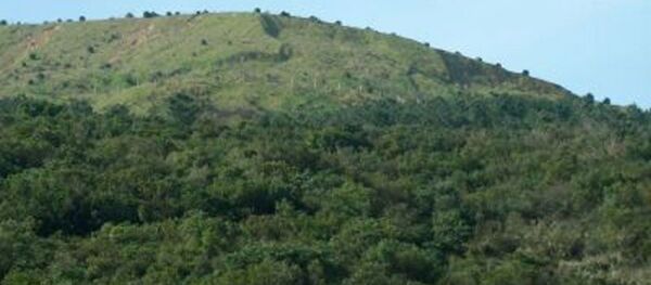 orman orman - Sputnik Türkiye