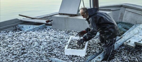 Balıkçıların yüzünü hamsi güldürdü - Sputnik Türkiye