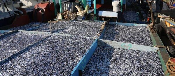 Balıkçıların yüzünü hamsi güldürdü - Sputnik Türkiye