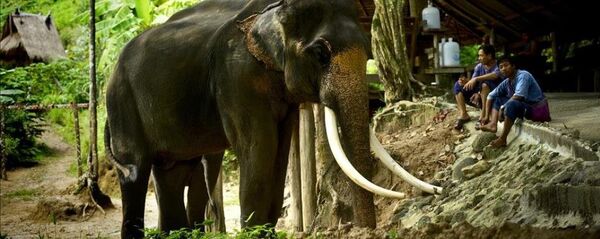 Tayland'ın vazgeçilmezi ve simgesi: Filler - Sputnik Türkiye