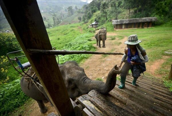 Tayland'ın vazgeçilmezi ve simgesi: Filler - Sputnik Türkiye