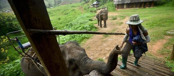 Tayland'ın vazgeçilmezi ve simgesi: Filler - Sputnik Türkiye