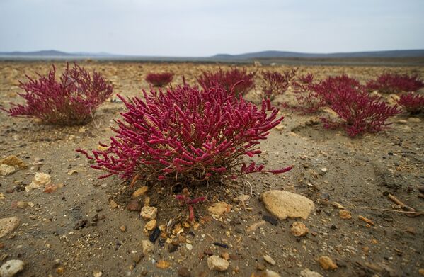 Kırım'daki Koyaş Gölü - Sputnik Türkiye