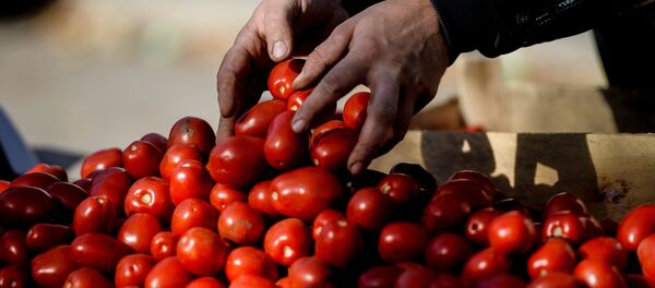 Rusya'da tarım fuarı - domates Rusya'da tarım fuarı - domates - Sputnik Türkiye