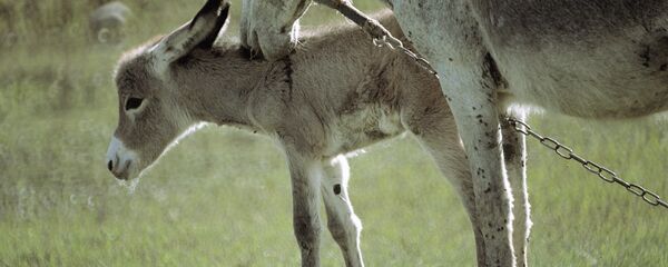 Eşek - Sputnik Türkiye