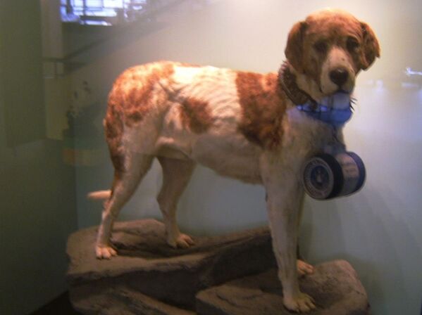 Barry - Sputnik Türkiye