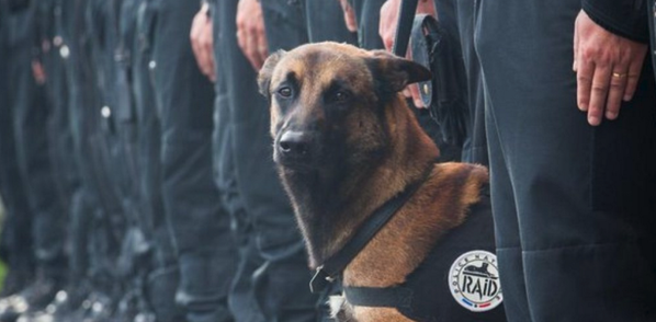 Dizel - Sputnik Türkiye