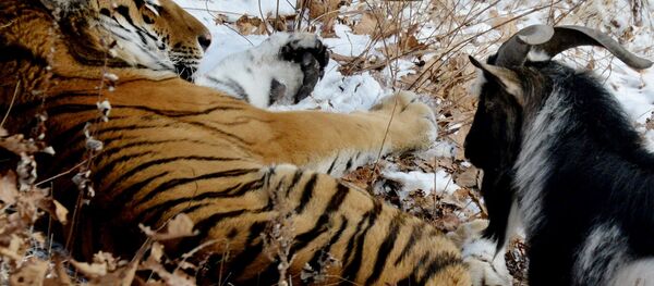 Amur kaplanı ve keçi Timur - Sputnik Türkiye