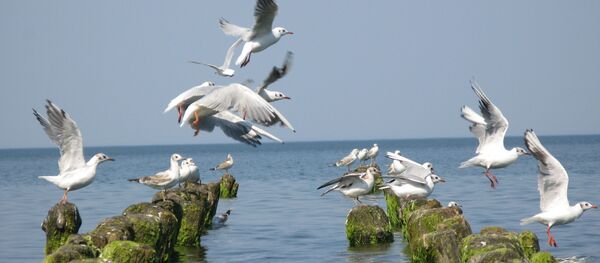 Baltık Denizi - Sputnik Türkiye