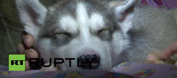 Husky - Sputnik Türkiye