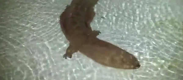 Semender - Sputnik Türkiye