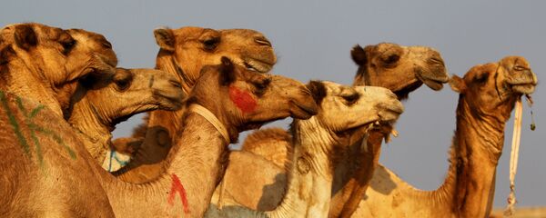 Deve - Sputnik Türkiye