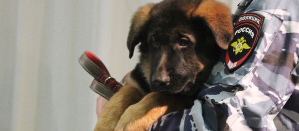 Yavru köpek Dobrinya Paris’te - Sputnik Türkiye