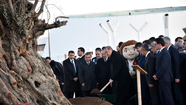 Erdoğan, Antalya'da zeytin ağacı dikti. - Sputnik Türkiye