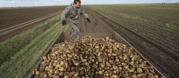 Patates - Sputnik Türkiye