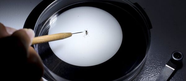 Zika virüsü Zika virüsü - Sputnik Türkiye