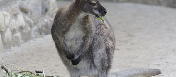 Kanguru - Sputnik Türkiye