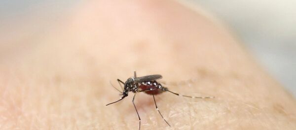 Zika virüsü yayılıyor Zika virüsü yayılıyor - Sputnik Türkiye