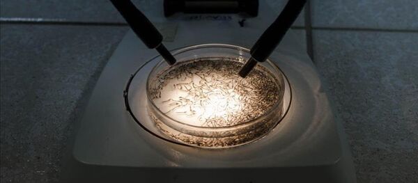 Bolivya'da Zika virüsüyle mücadele - Sputnik Türkiye