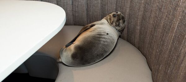 Aç kalan yavru denizaslanı, restoran bastı - Sputnik Türkiye