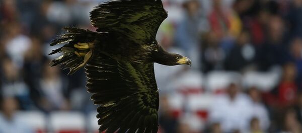 İngiliz polisi, insansız hava araçlarıyla mücadele kapsamında eğitimli kuşlar kullanmayı planladıklarını duyurmuştu. - Sputnik Türkiye