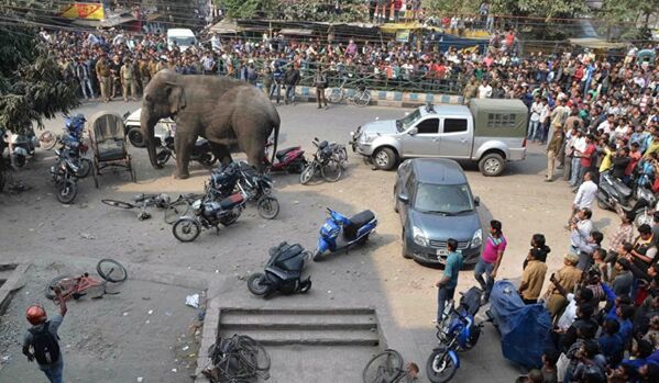 Hindistan'ın doğusundaki Batı Bengal eyaletinde kontrolden çıkan bir fil, bölge halkına zor anlar yaşattı. - Sputnik Türkiye