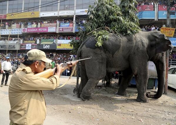 Hindistan'ın doğusundaki Batı Bengal eyaletinde kontrolden çıkan bir fil, bölge halkına zor anlar yaşattı. - Sputnik Türkiye