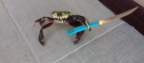 Bıçaklı yengeç / Video haber - Sputnik Türkiye