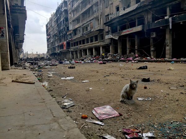 Halep Eski Şehir, sokaklarından birini gezinen kedi. - Sputnik Türkiye