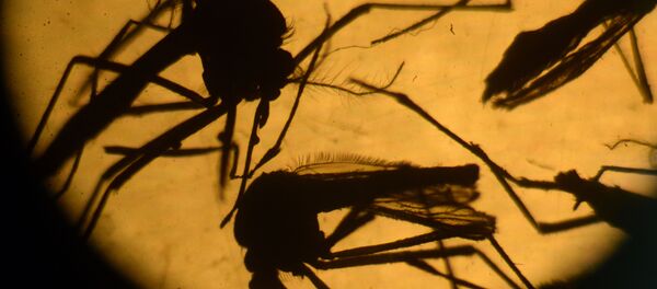 Zika - Sputnik Türkiye