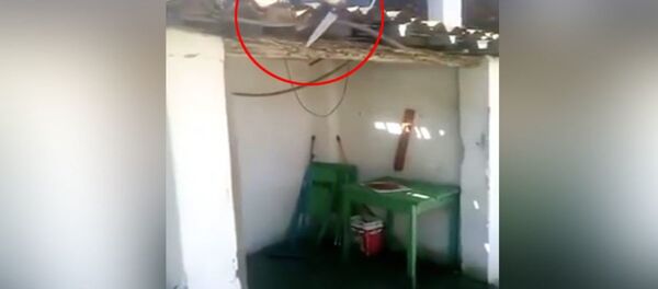 Maymun - Sputnik Türkiye