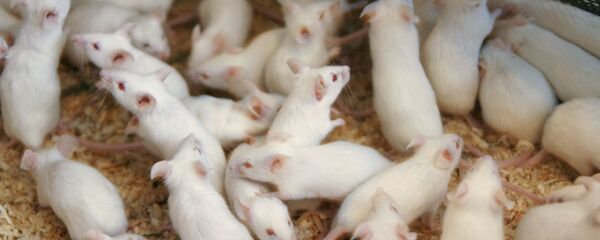 Fare - Sputnik Türkiye