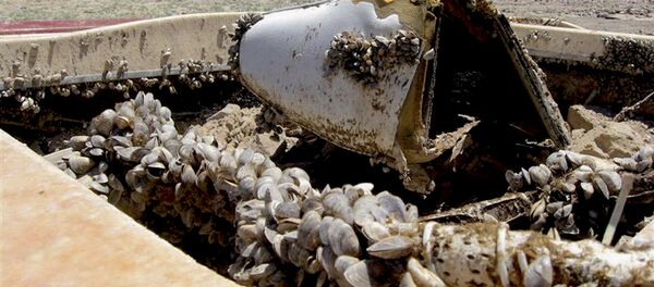 Dışkı yiyen midyeler, İngilizlerin kabusu oldu - Sputnik Türkiye