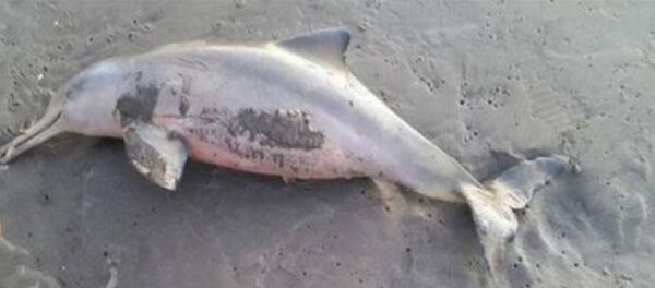 balina balina - Sputnik Türkiye