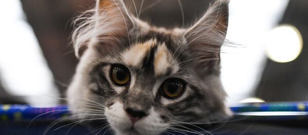 Kedi Kedi - Sputnik Türkiye