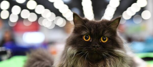 Uluslararası Catsburg Kedi Fuarı - Sputnik Türkiye