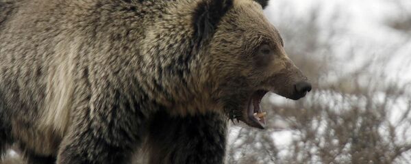 Boz ayı - Sputnik Türkiye