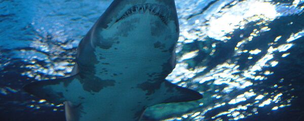 Köpekbalığı - Sputnik Türkiye