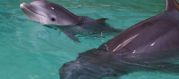 Yunus - Sputnik Türkiye