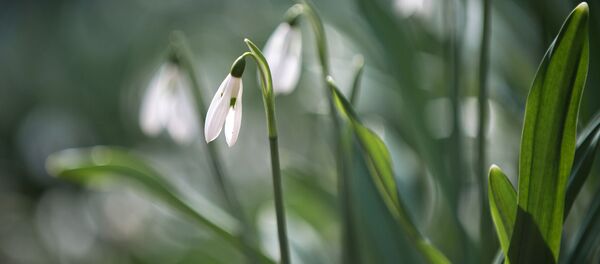 Botanik Bahçesi’nde kardelenler - Sputnik Türkiye