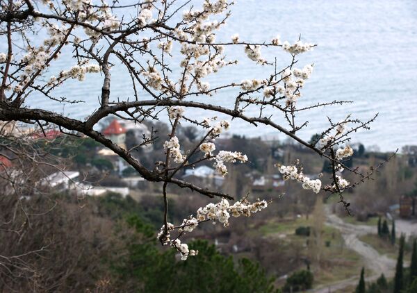 Alupka yakınlarında çiçeklenen ağaç. - Sputnik Türkiye